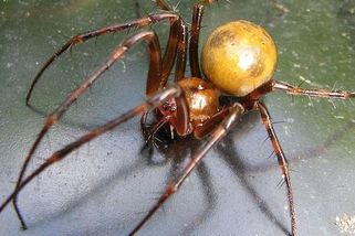 Obří pavouk z temných jeskyní a sklepů měří až sedm centimetrů. Žije i u nás, potkat ho nechcete - Médium.cz